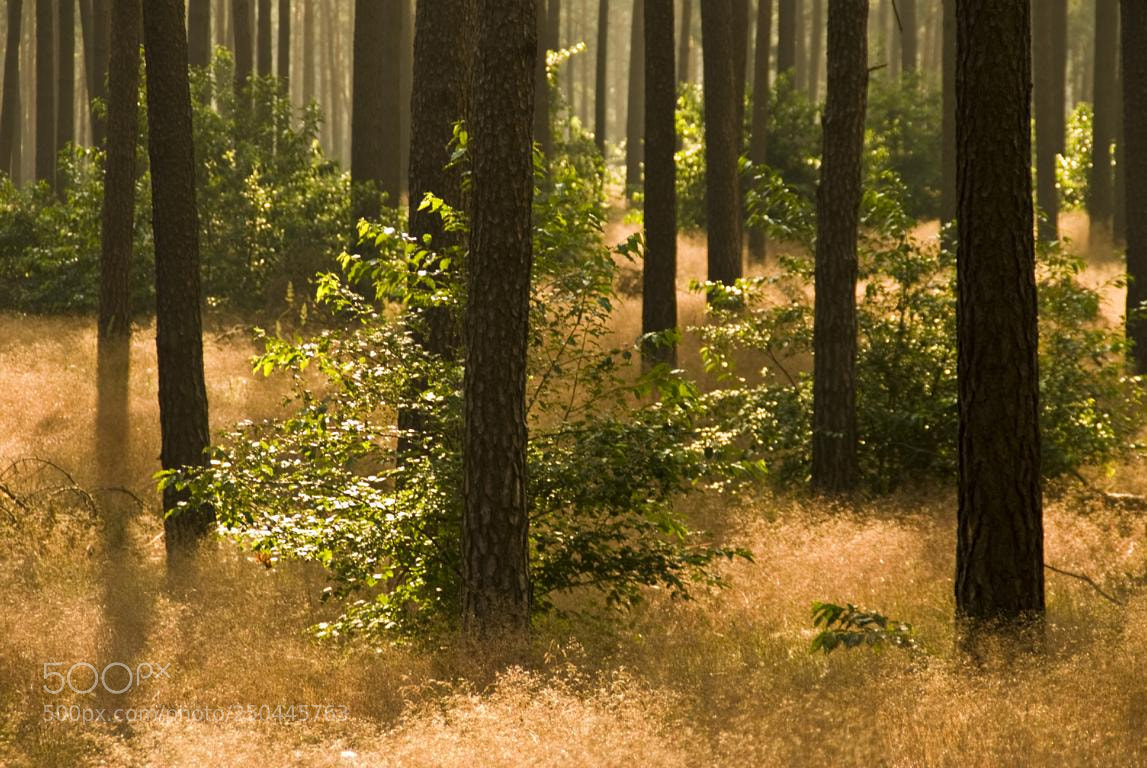 Nikon D60 sample photo. In the forest photography