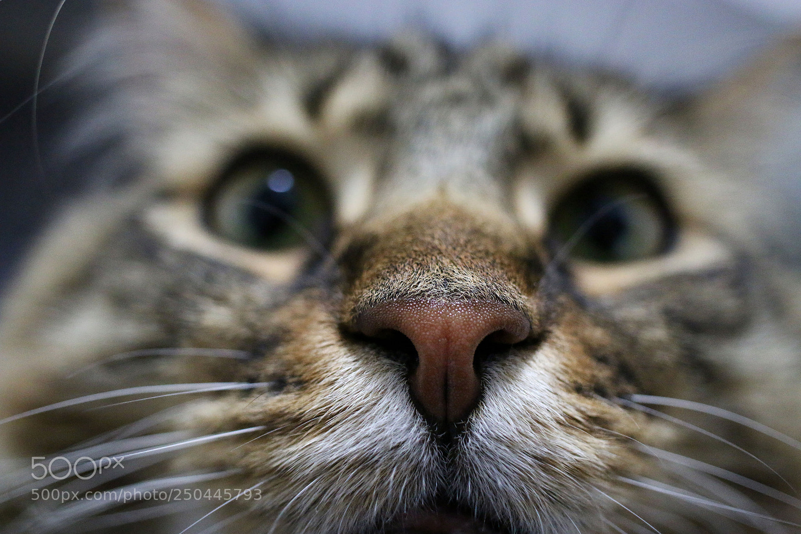 Canon EOS 70D sample photo. New toy photography