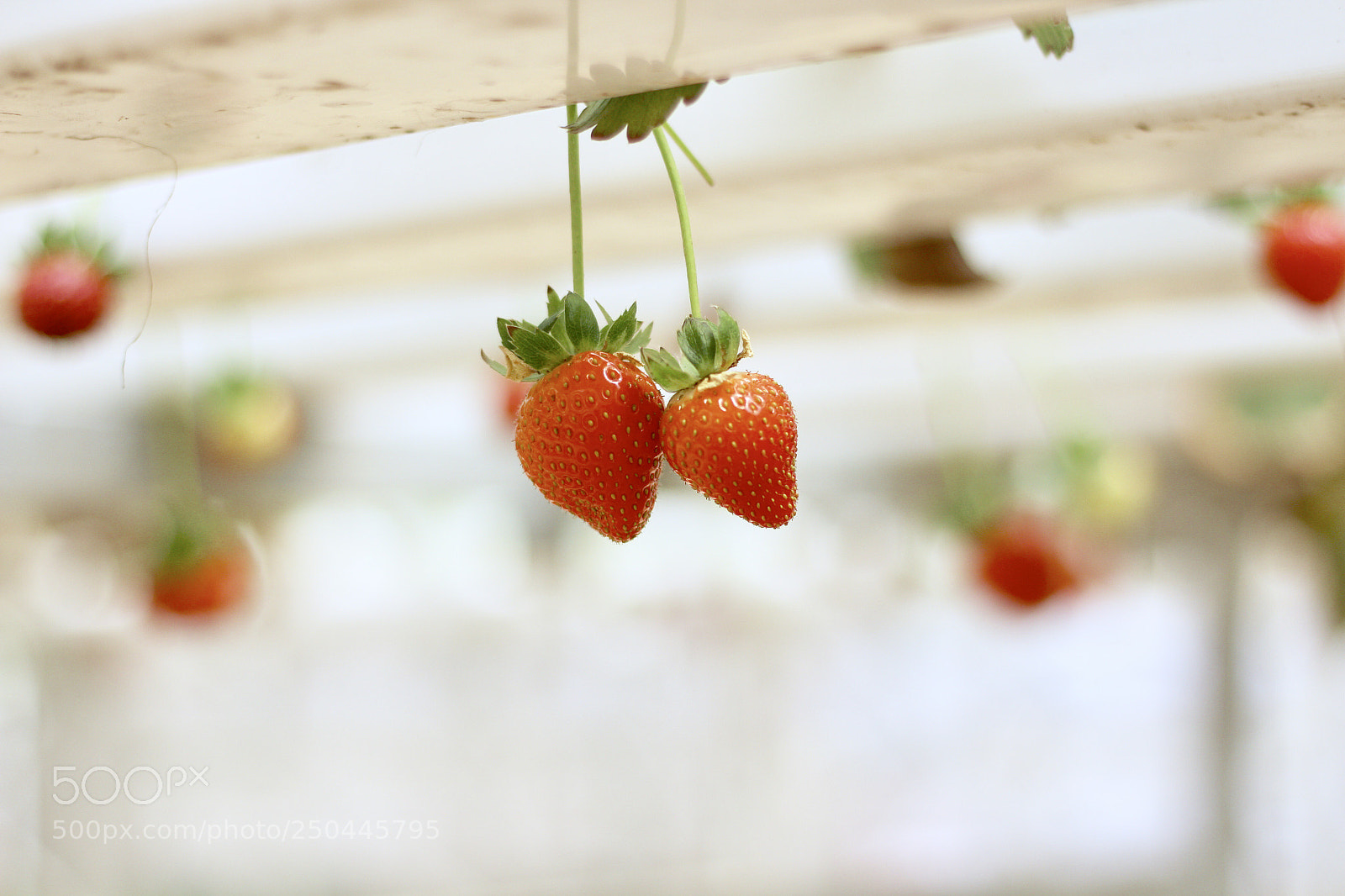 Canon EOS 700D (EOS Rebel T5i / EOS Kiss X7i) sample photo. Untitled photography