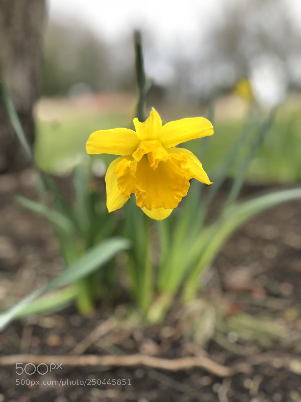 Apple iPhone 8 Plus sample photo. Selective focus of a photography
