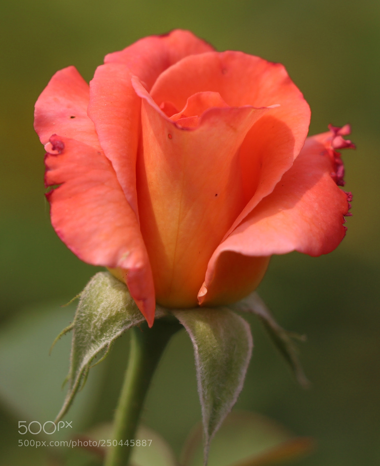 Canon EOS 700D (EOS Rebel T5i / EOS Kiss X7i) sample photo. Rose photography