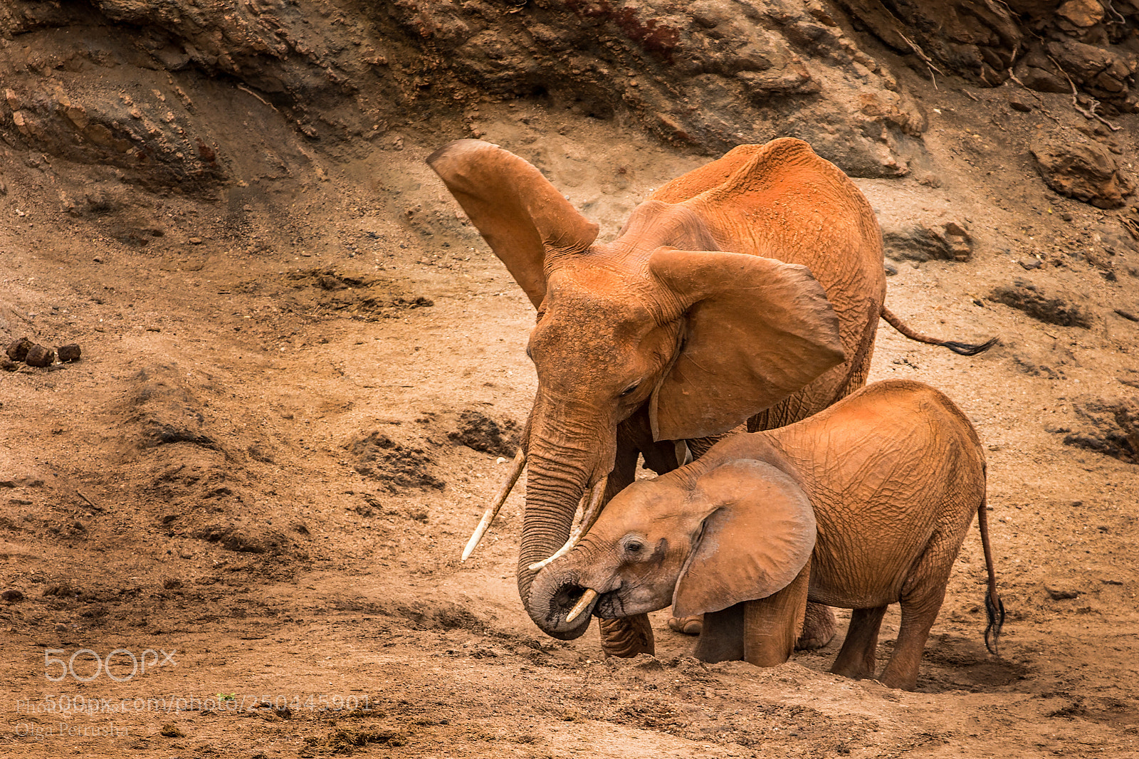 Canon EOS-1D X sample photo. Elephants on the red photography