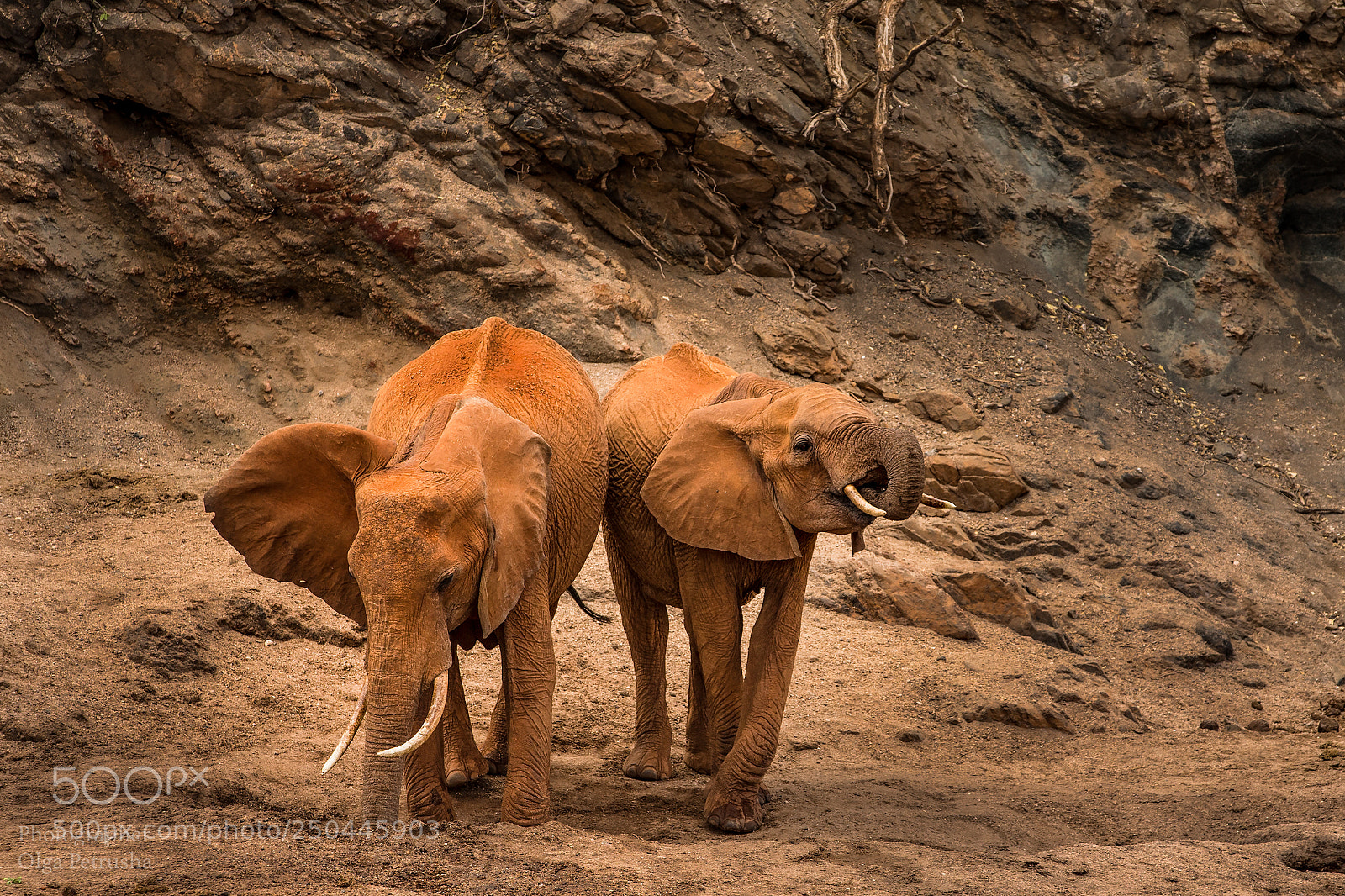 Canon EOS-1D X sample photo. Elephants on the red photography