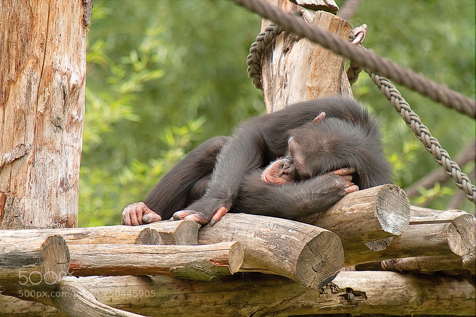 Canon EOS 7D sample photo. Chimpanzee photography