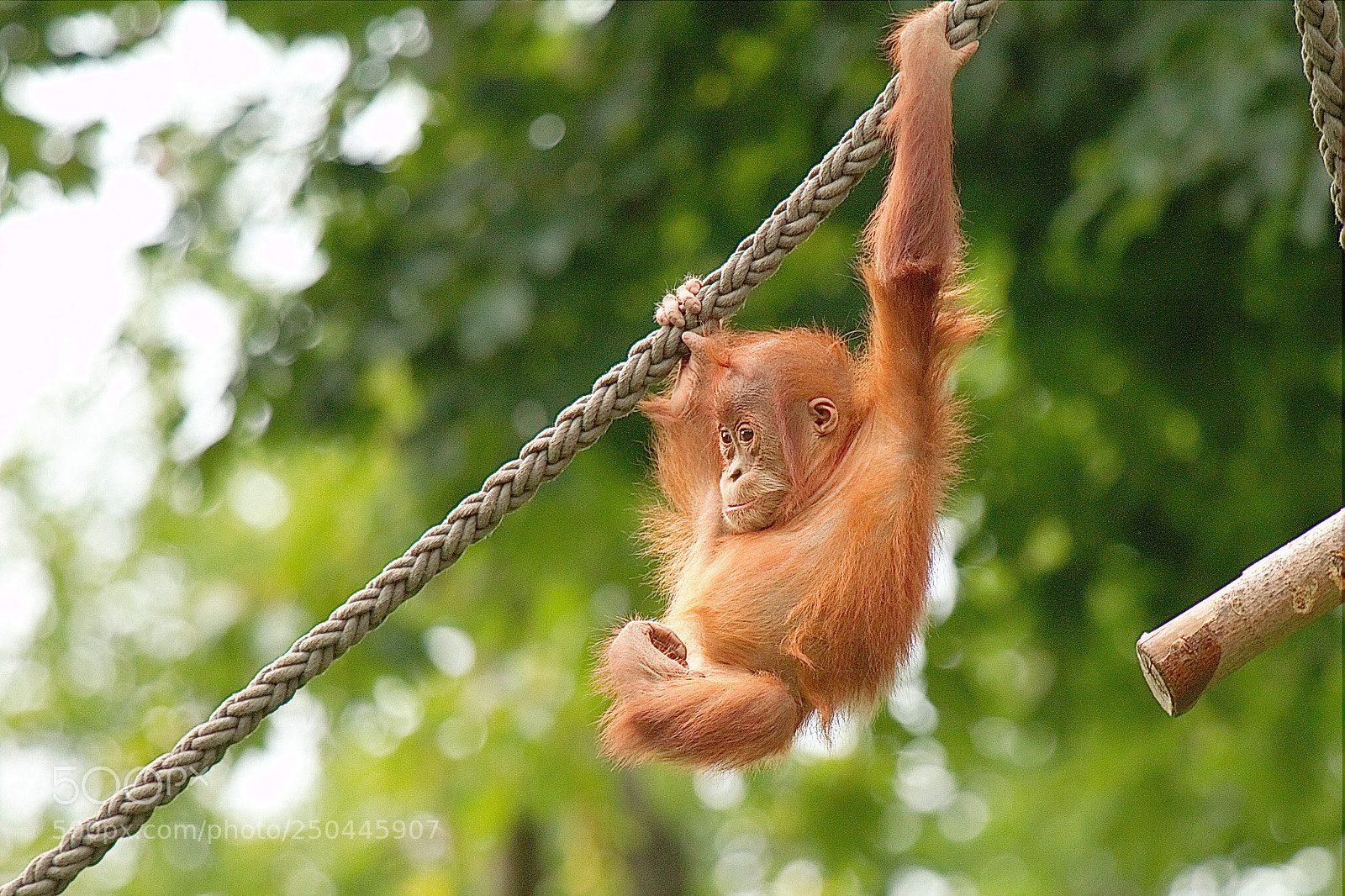 Canon EOS 7D sample photo. Orangutan baby photography