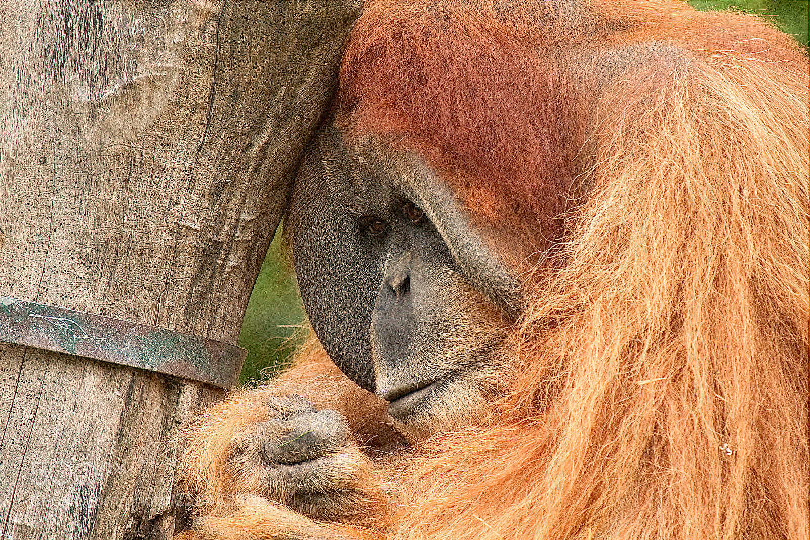 Canon EOS 7D sample photo. Orangutan photography