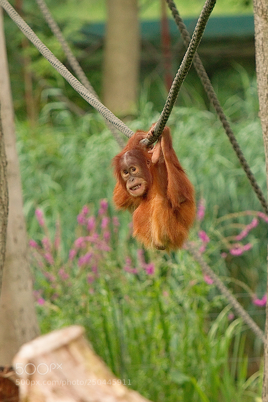 Canon EOS 7D sample photo. Orangutan baby photography