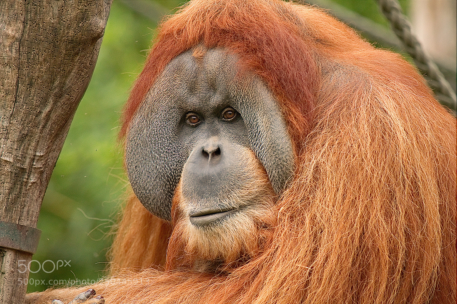 Canon EOS 7D sample photo. Orangutan photography