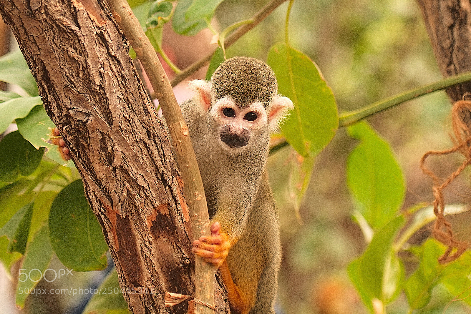 Canon EOS 7D sample photo. Squirrel monkey photography