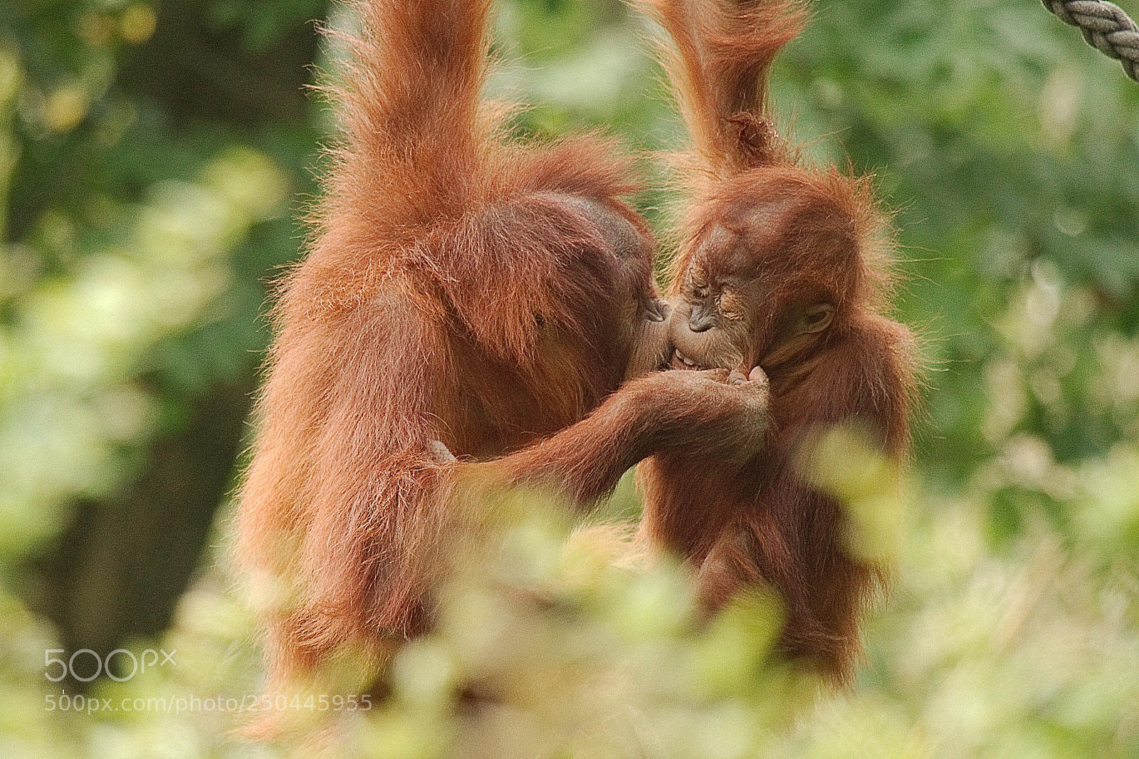 Canon EOS 7D sample photo. Two orangutans photography