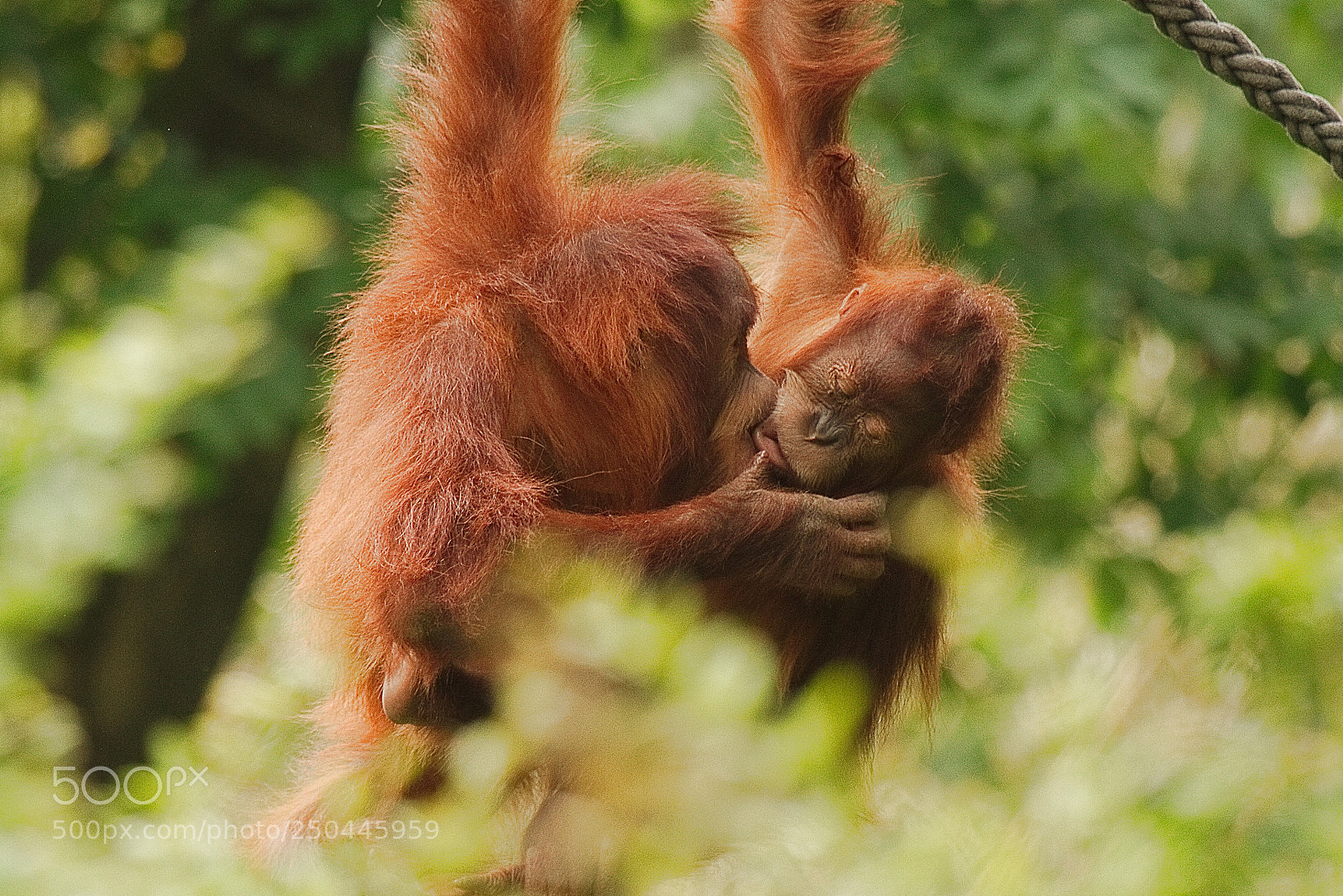 Canon EOS 7D sample photo. Two orangutans photography