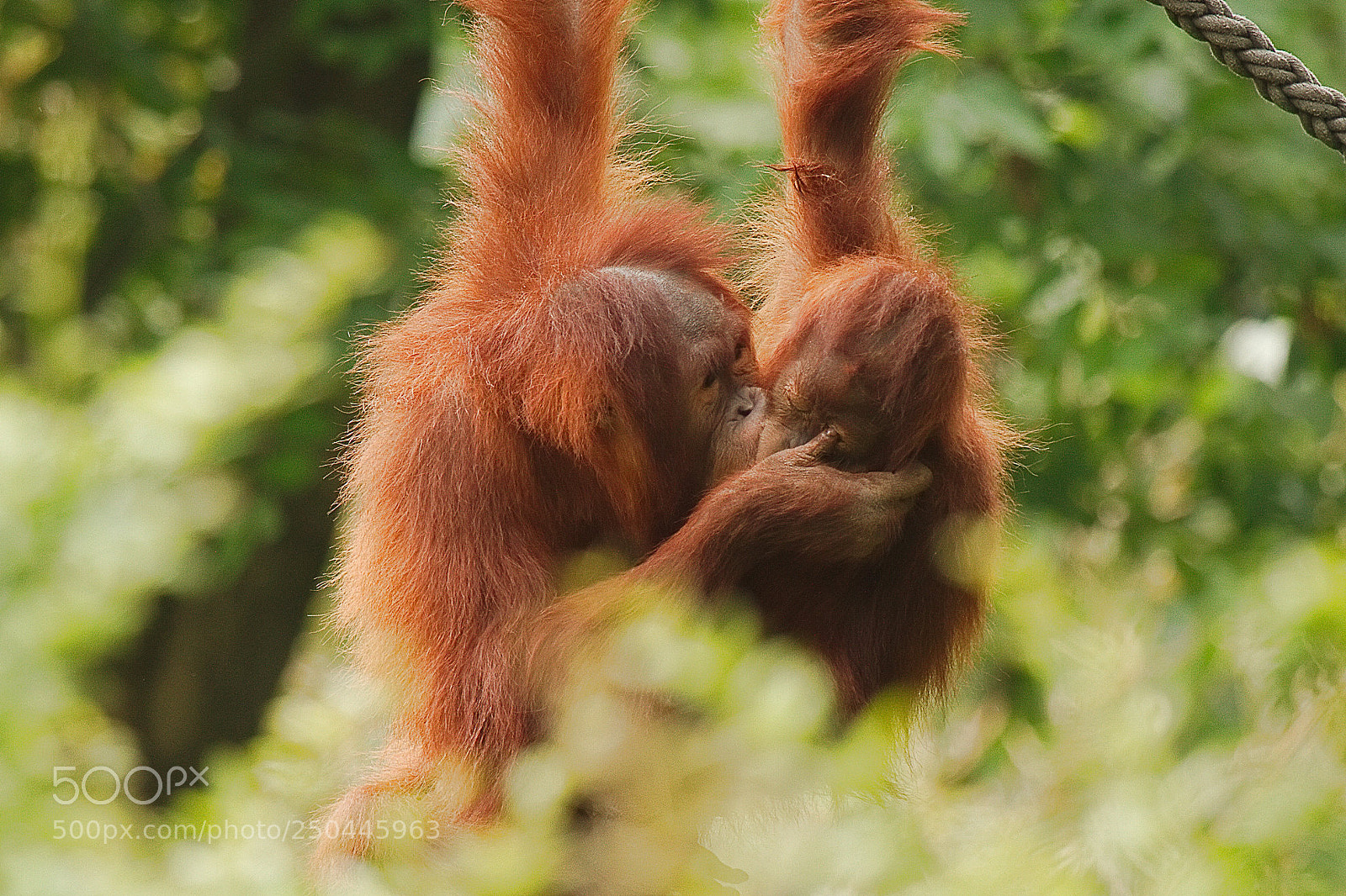 Canon EOS 7D sample photo. Two orangutans photography