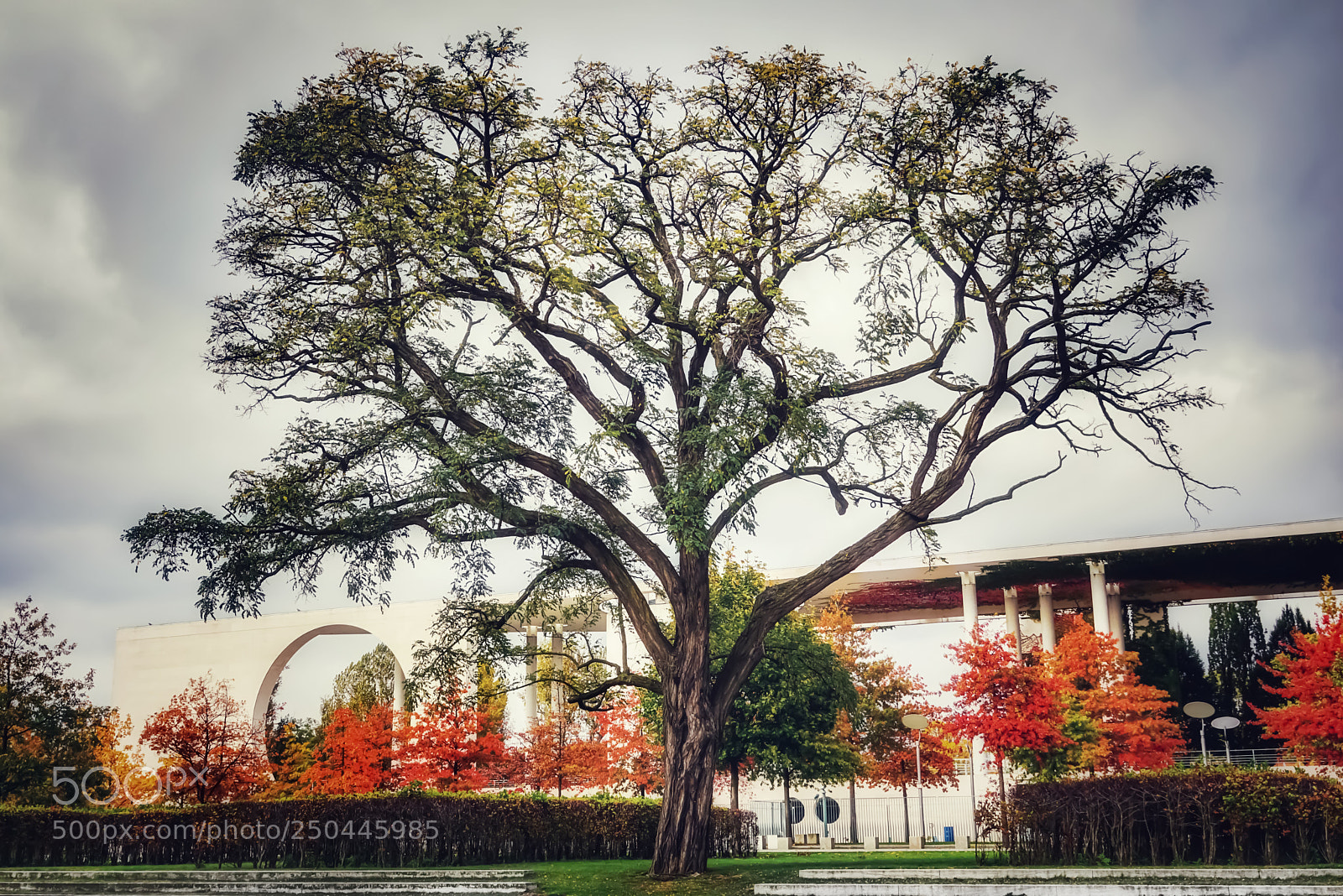 Sony a6000 sample photo. Beautiful tree photography