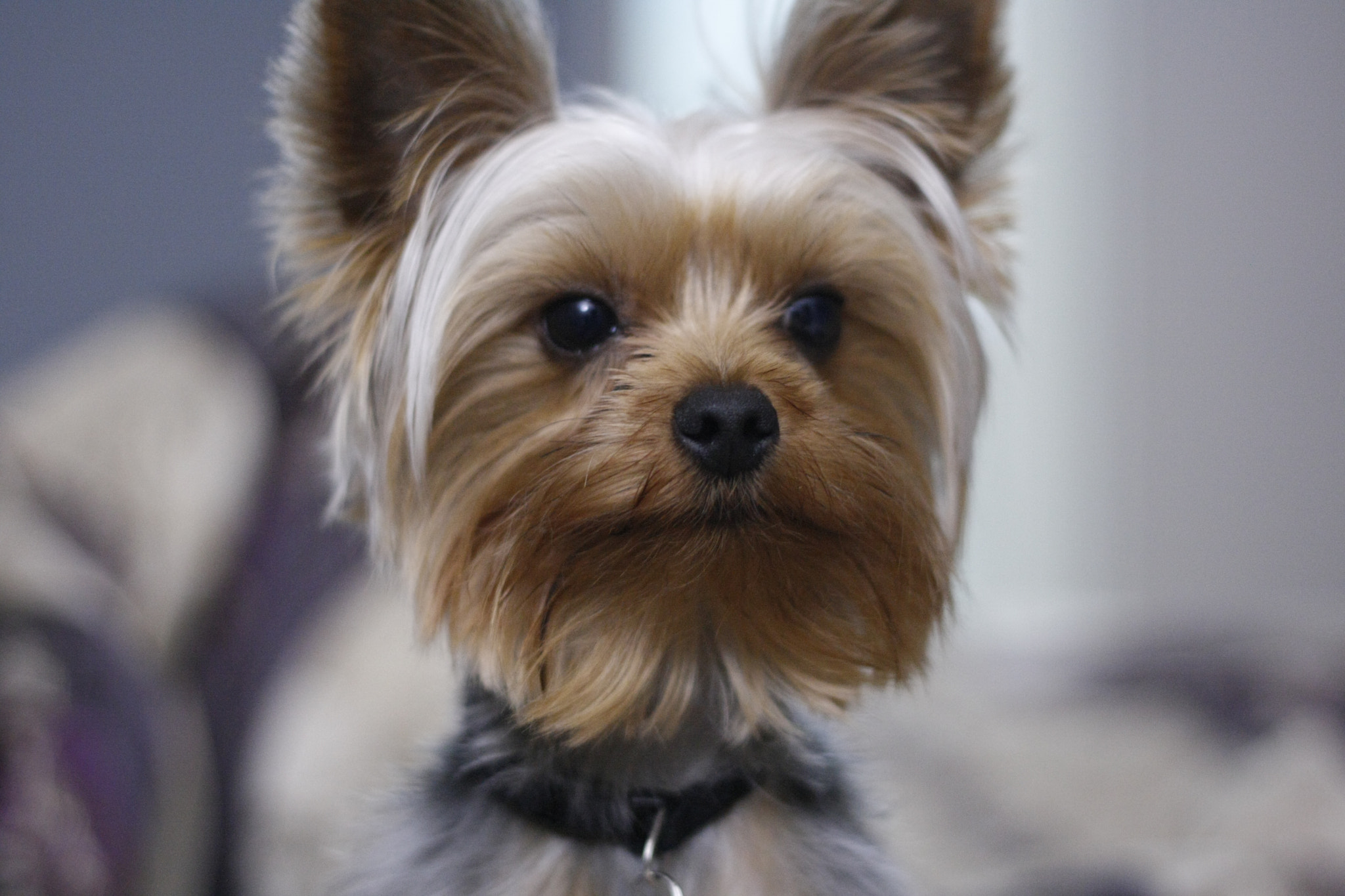Canon EOS 1000D (EOS Digital Rebel XS / EOS Kiss F) + Canon EF 50mm F1.8 II sample photo. My dog sushi photography