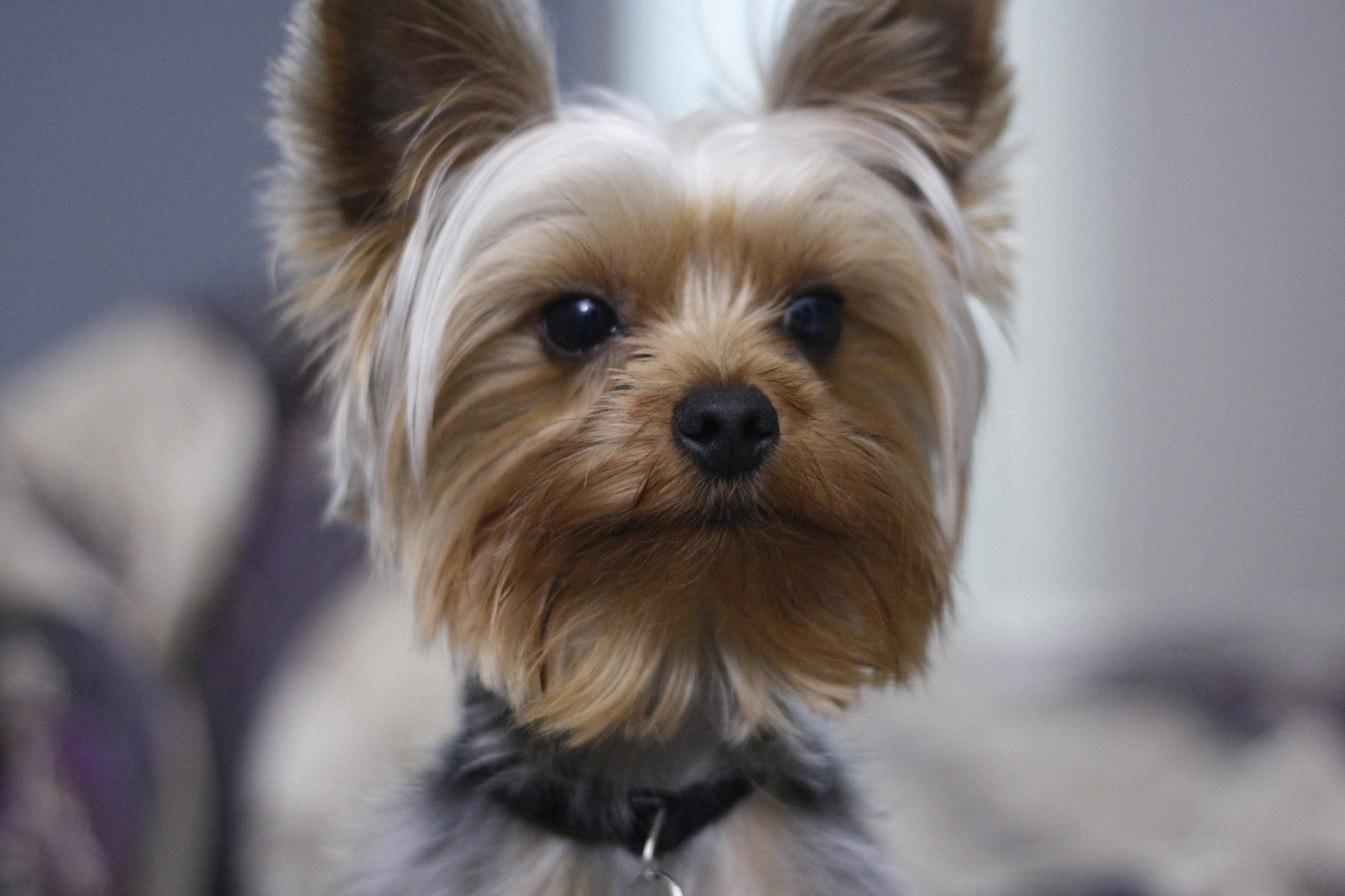 Canon EOS 1000D (EOS Digital Rebel XS / EOS Kiss F) sample photo. My dog sushi photography