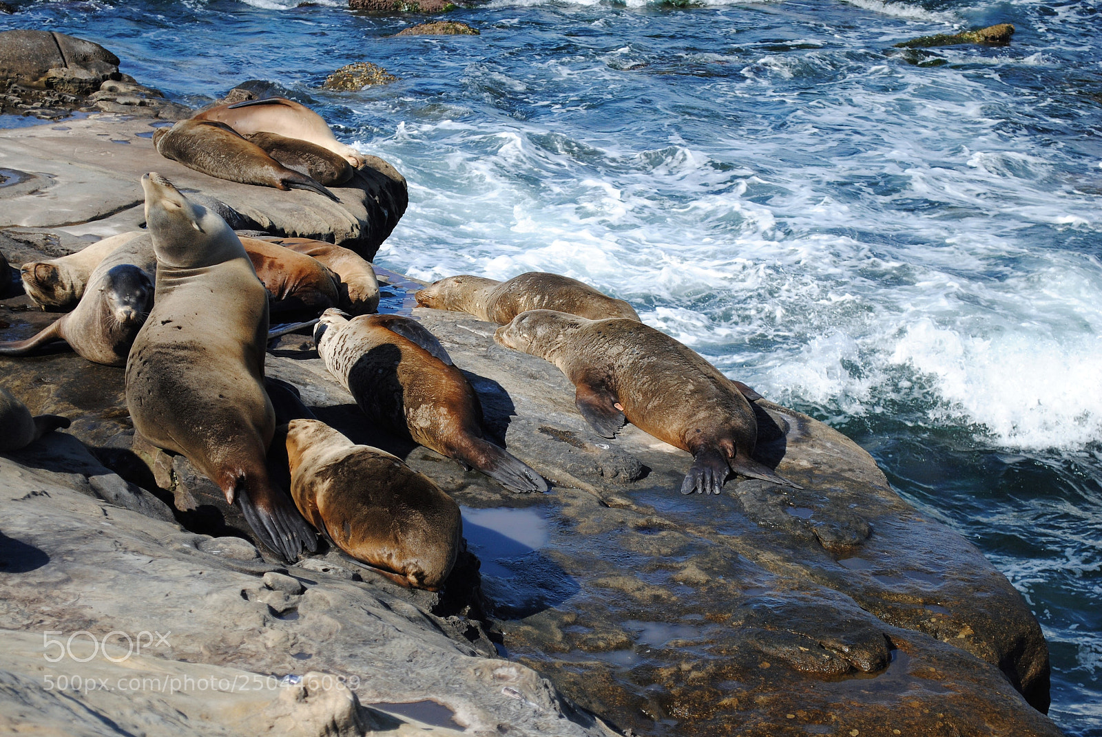 Nikon D3000 sample photo. La jolla photography
