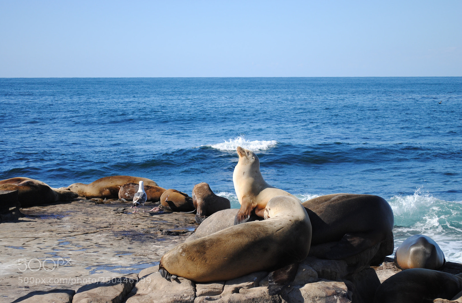 Nikon D3000 sample photo. La jolla photography