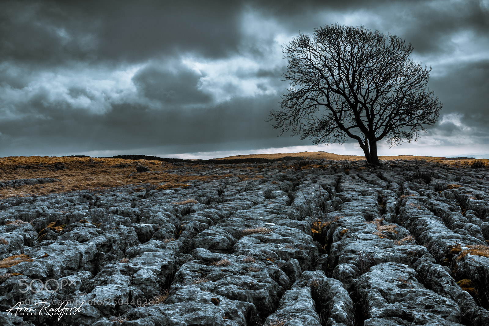 Nikon D5000 sample photo. The lone tree of photography