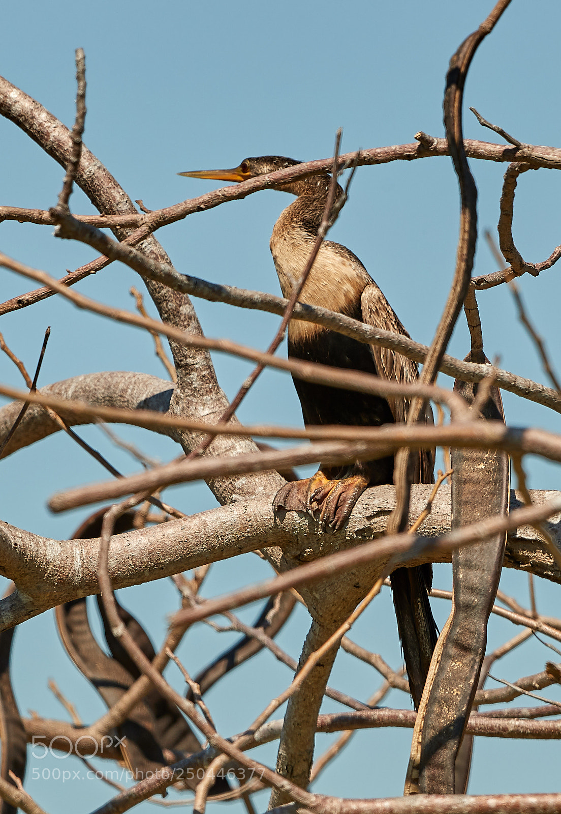 Canon EOS-1D X Mark II sample photo. 03-23-18-0009007.jpg photography
