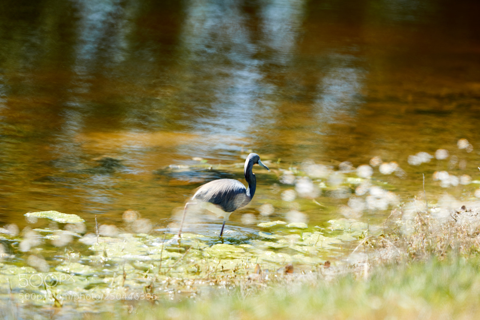 Canon EOS-1D X Mark II sample photo. 03-23-18-0008993.jpg photography