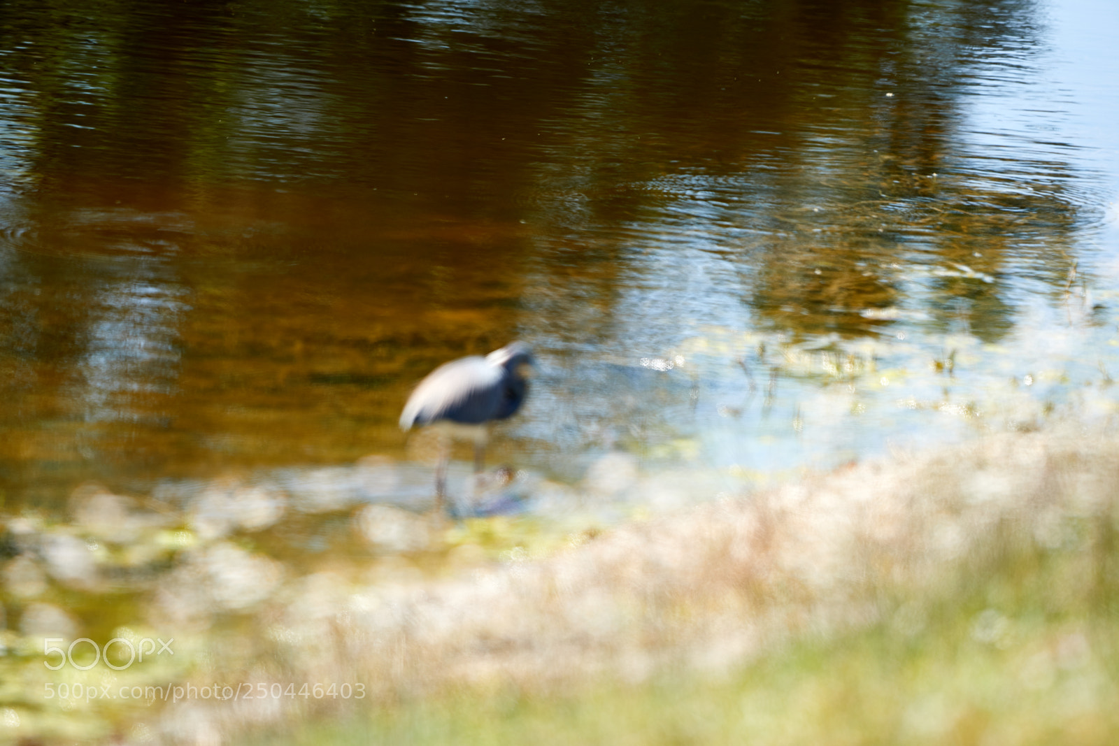 Canon EOS-1D X Mark II sample photo. 03-23-18-0008991.jpg photography