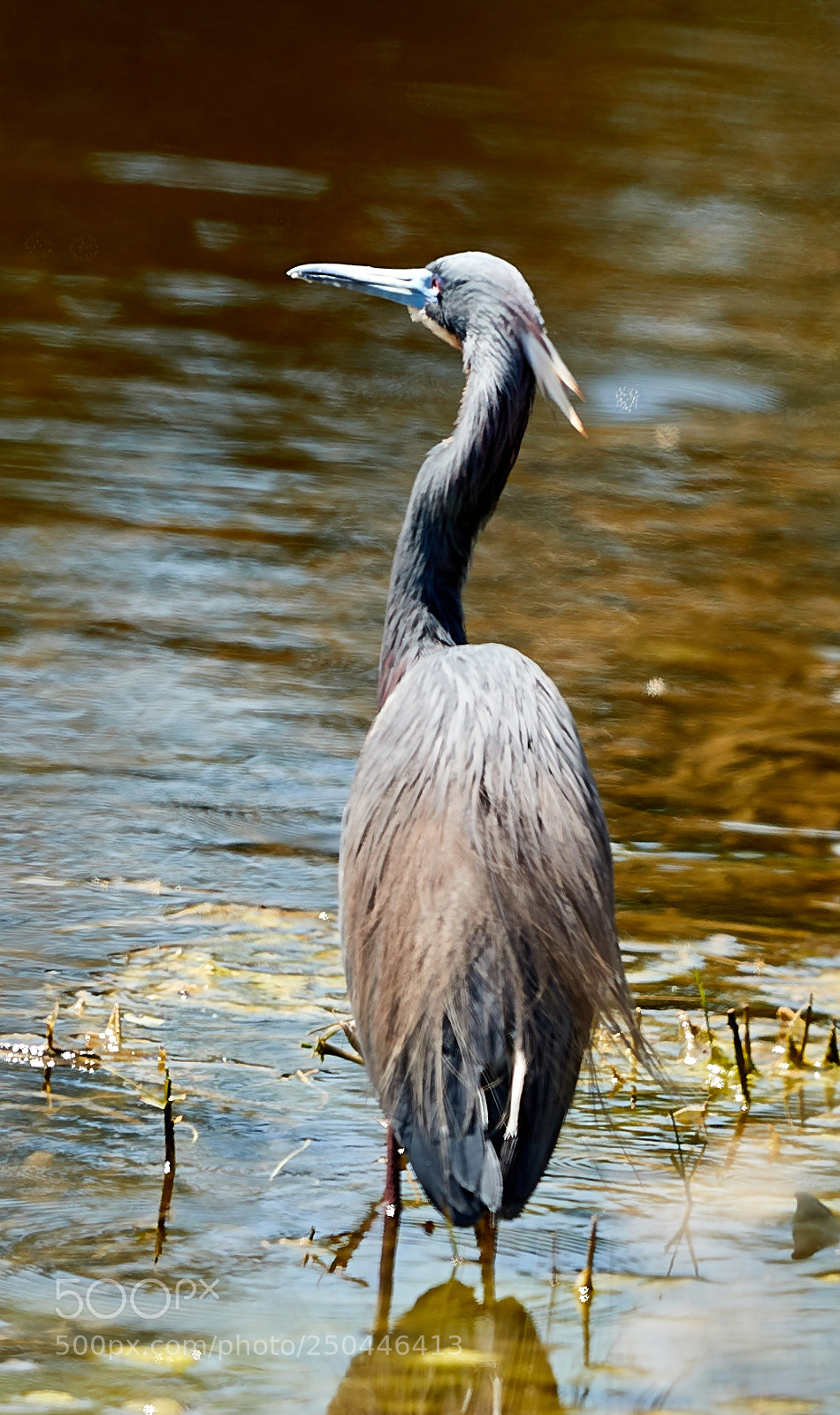Canon EOS-1D X Mark II sample photo. 03-23-18-0008986.jpg photography