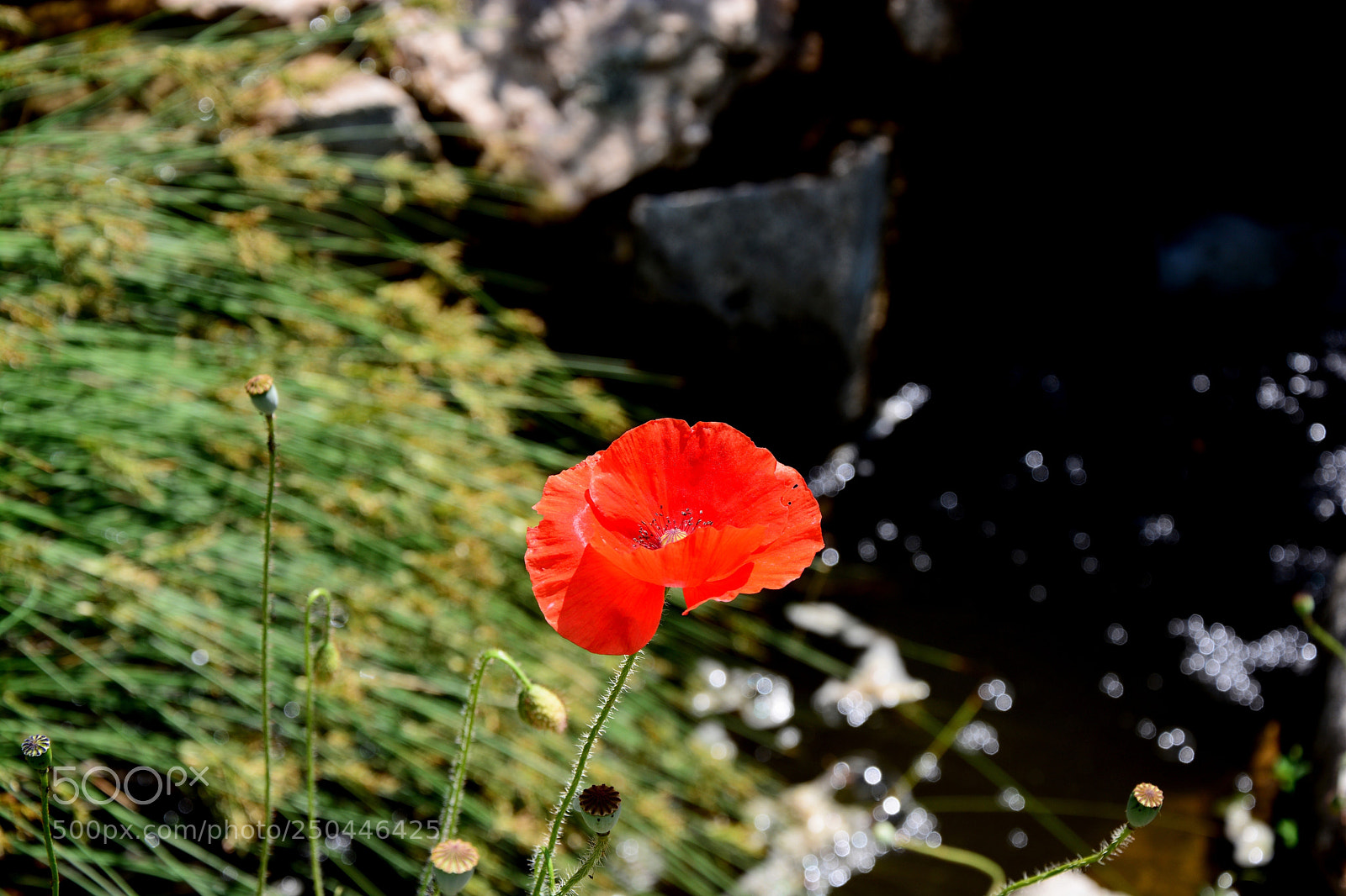Nikon D7100 sample photo. Poppyflower nmexico photography