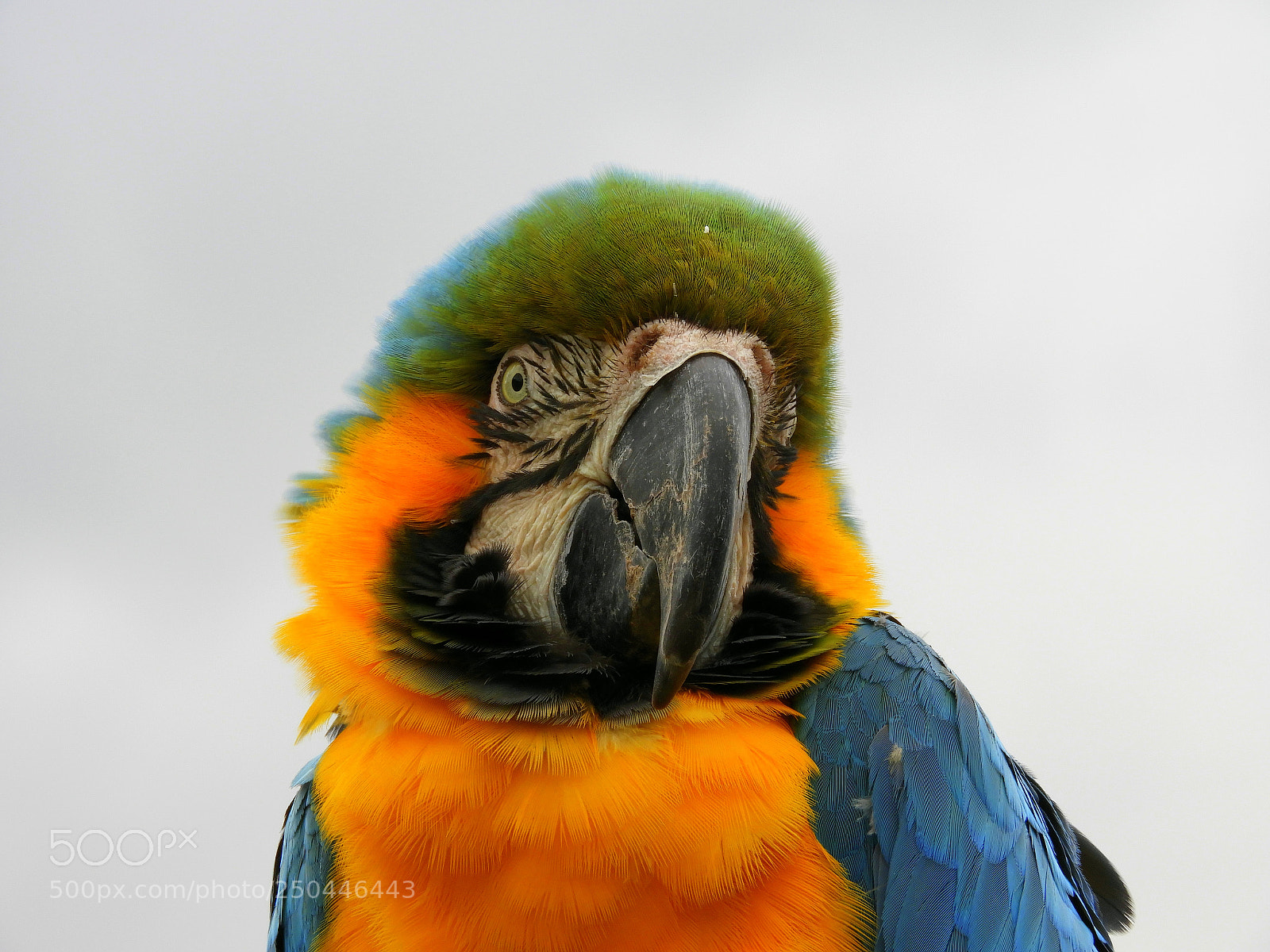 Nikon Coolpix B700 sample photo. Blue and gold macaw photography