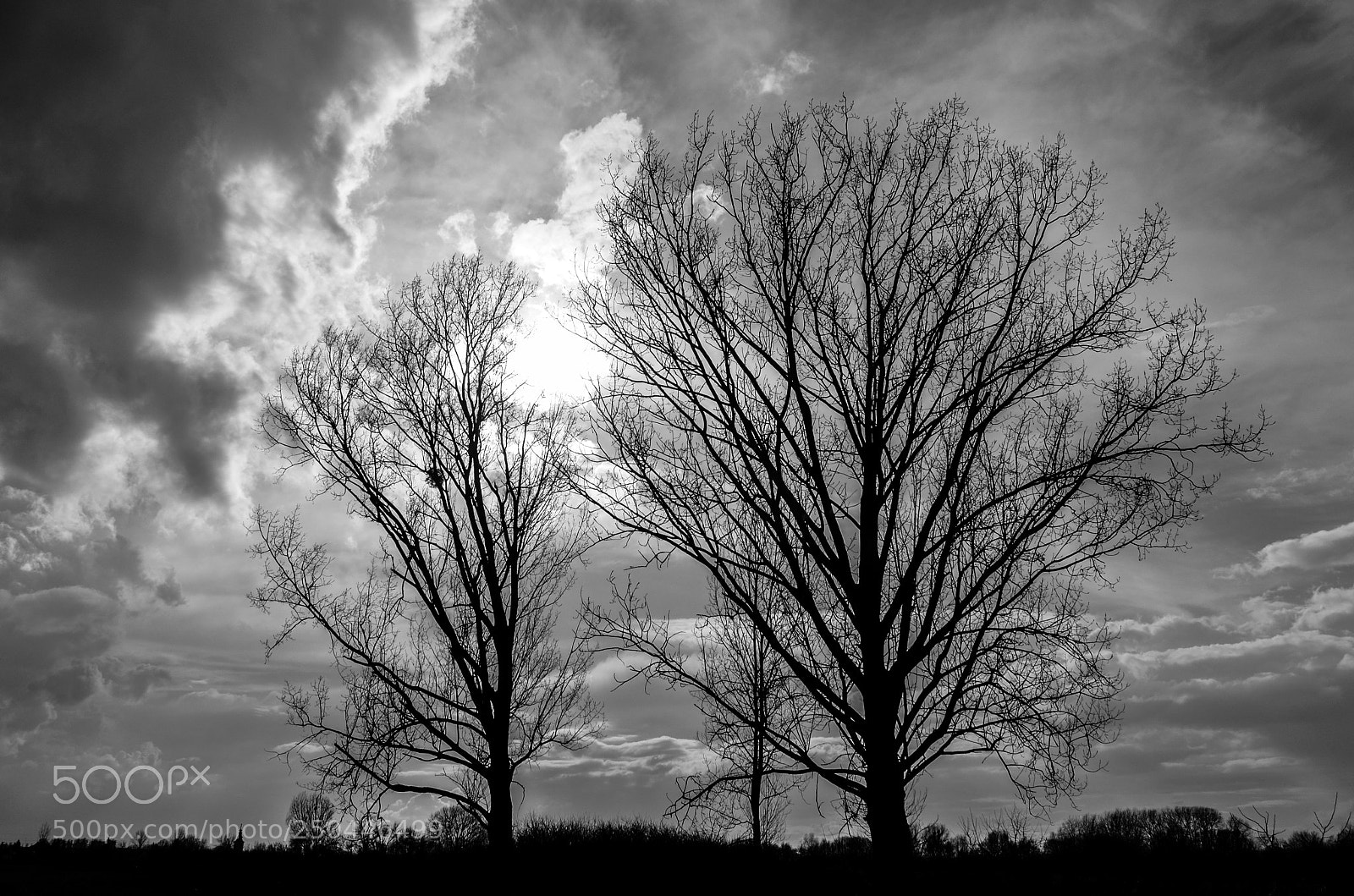 Nikon D5100 sample photo. Black and white trees photography