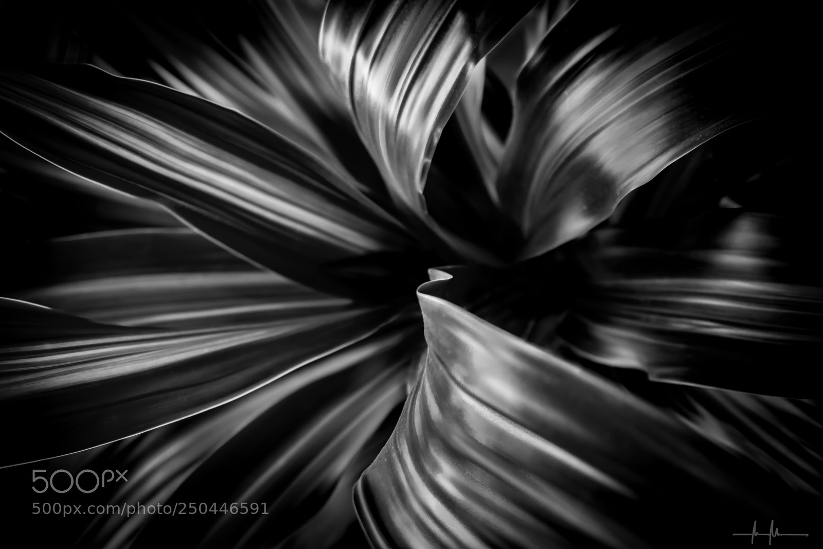 Canon EOS 80D sample photo. Dracaena fragrans photography