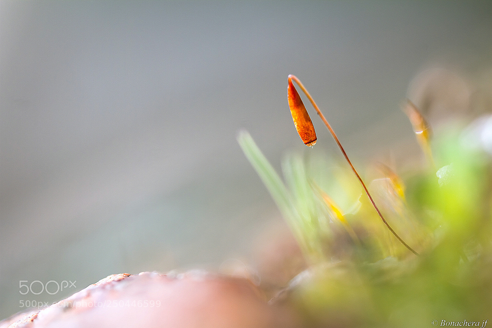 Canon EOS 7D sample photo. Orange! photography