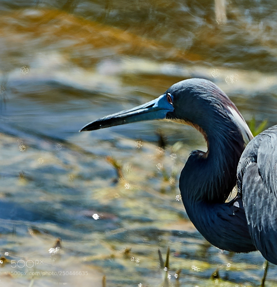 Canon EOS-1D X Mark II sample photo. 03-23-18-0008983.jpg photography