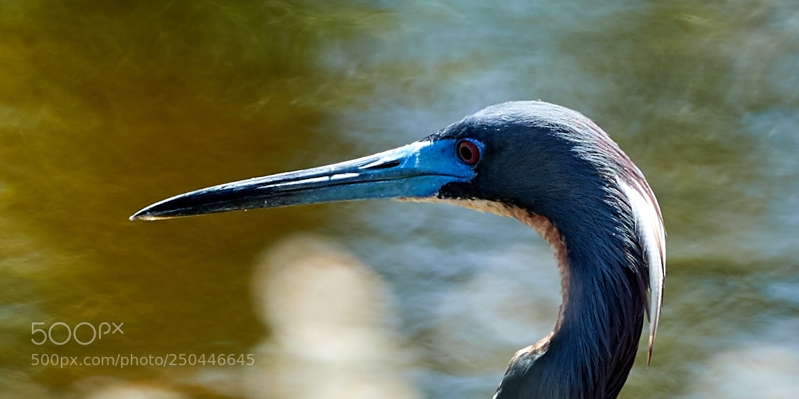 Canon EOS-1D X Mark II sample photo. 03-23-18-0008970.jpg photography