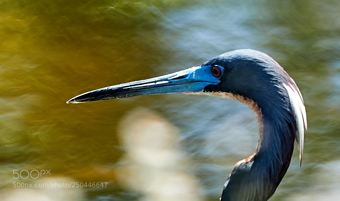 Canon EOS-1D X Mark II sample photo. 03-23-18-0008971.jpg photography
