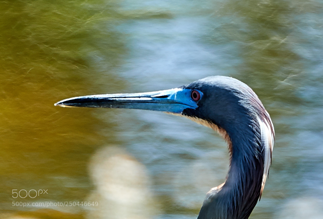 Canon EOS-1D X Mark II sample photo. 03-23-18-0008969.jpg photography