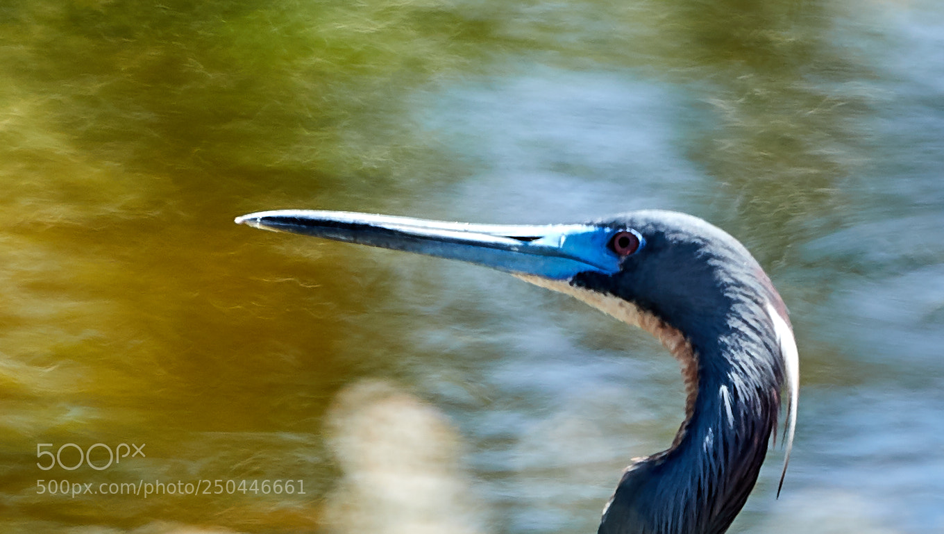 Canon EOS-1D X Mark II sample photo. 03-23-18-0008968.jpg photography