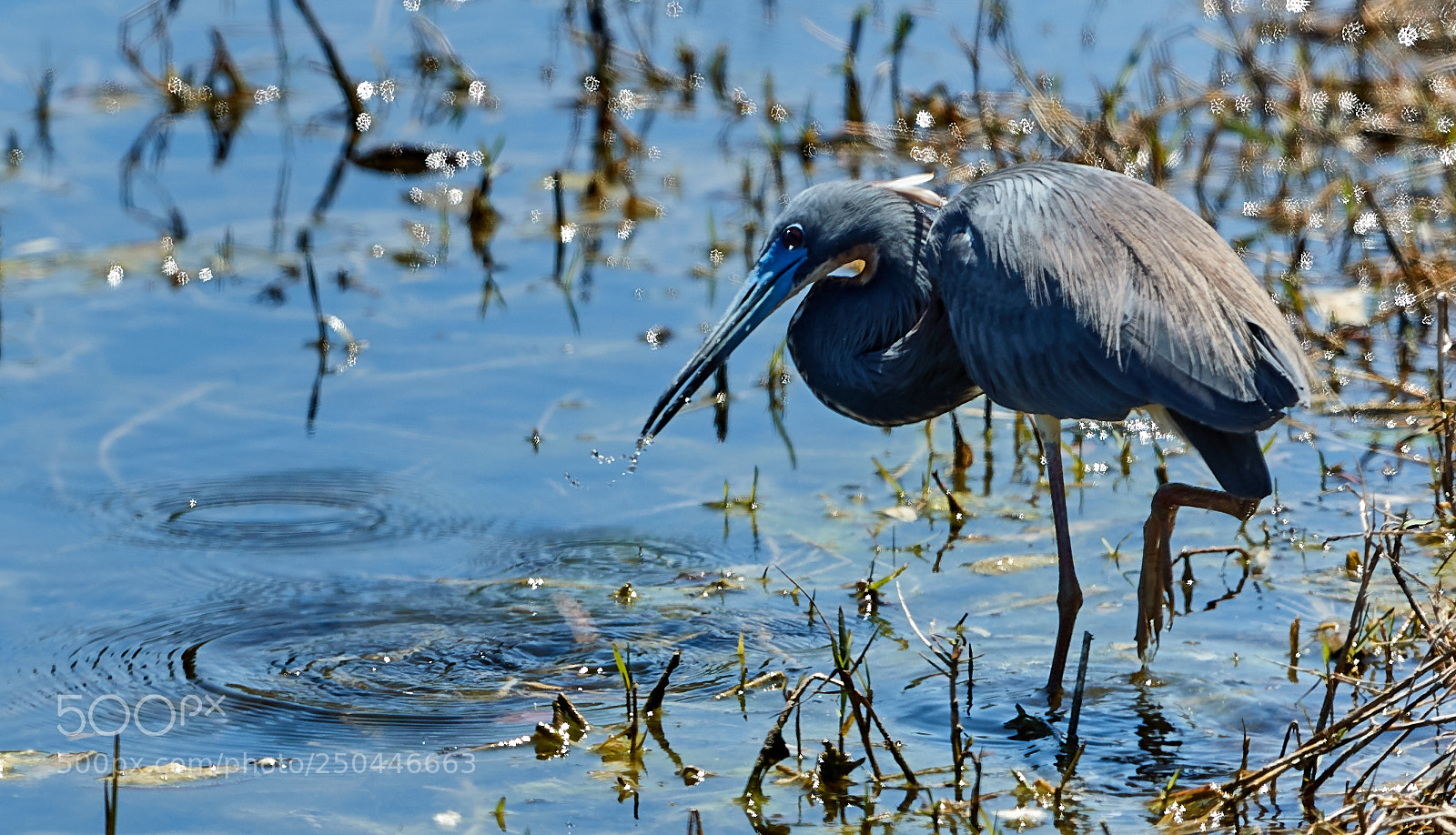 Canon EOS-1D X Mark II sample photo. 03-23-18-0008967.jpg photography