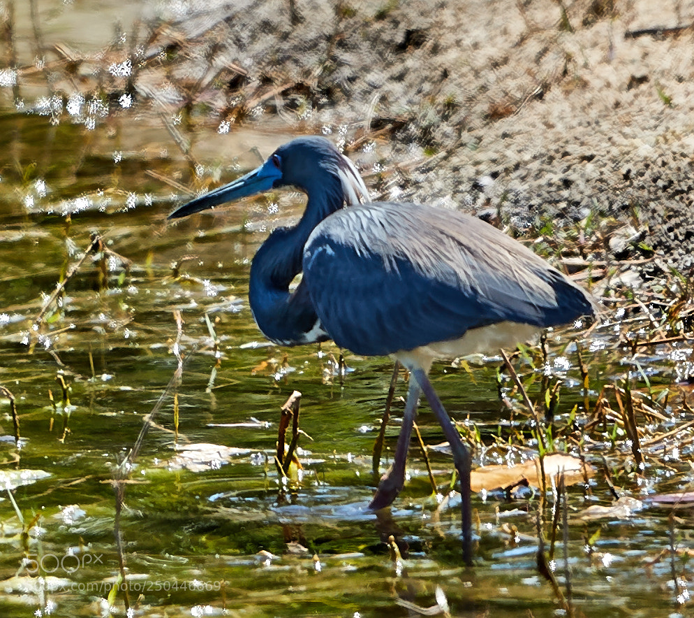 Canon EOS-1D X Mark II sample photo. 03-23-18-0008963.jpg photography