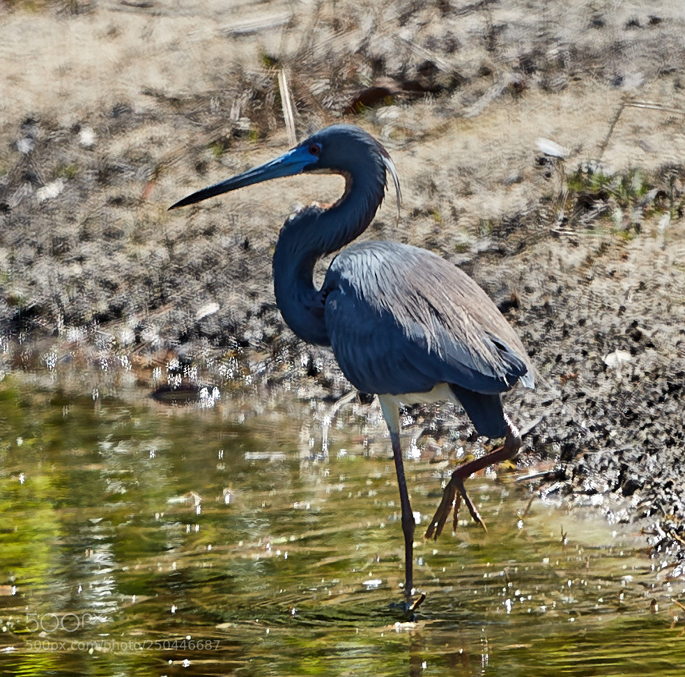 Canon EOS-1D X Mark II sample photo. 03-23-18-0008956.jpg photography