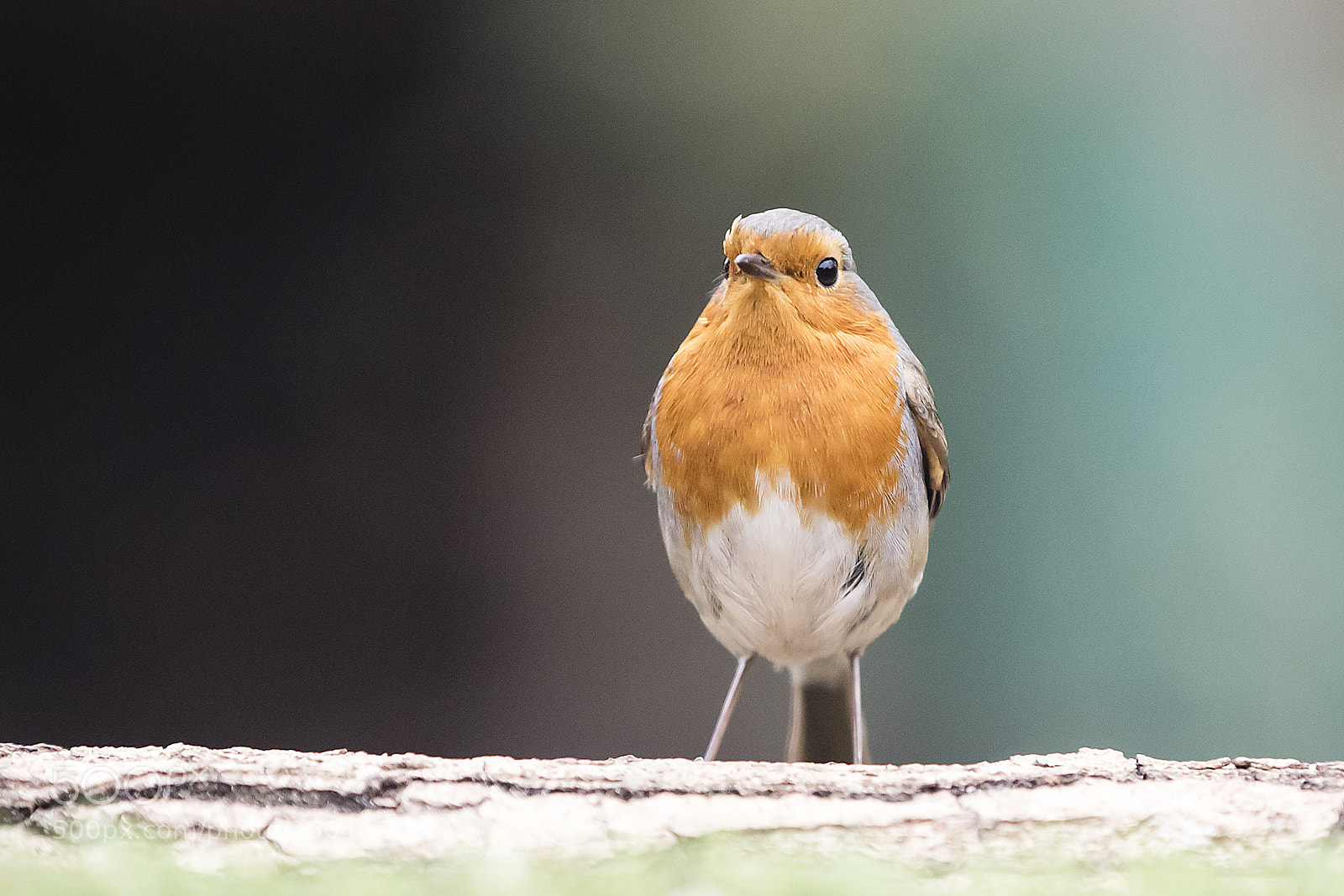 Canon EOS 5D Mark IV sample photo. Robin photography