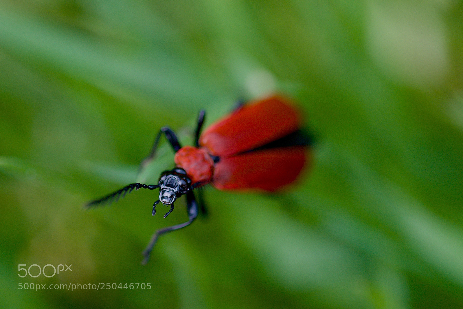 Nikon D7000 sample photo. Red in the green photography