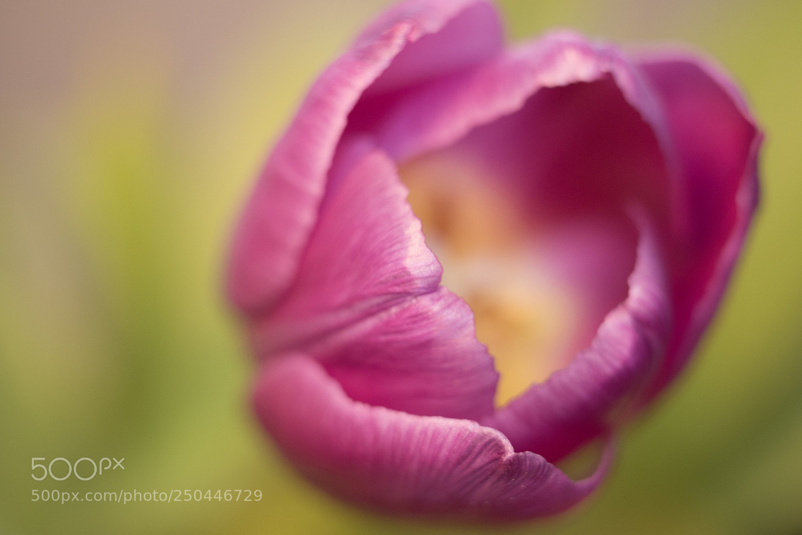 Panasonic DMC-G70 sample photo. Tulip photography