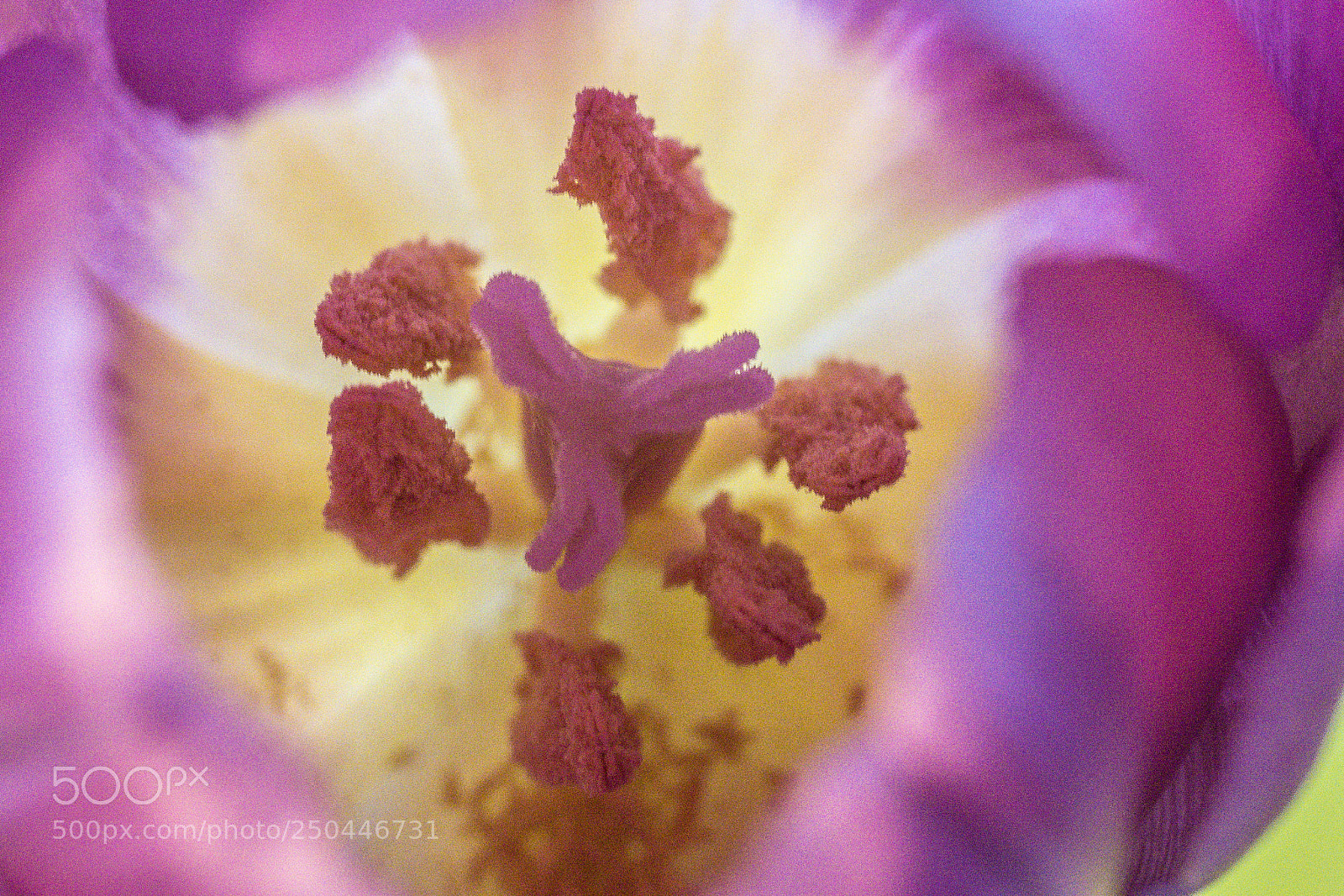 Panasonic DMC-G70 sample photo. Tulip blossom stamp photography