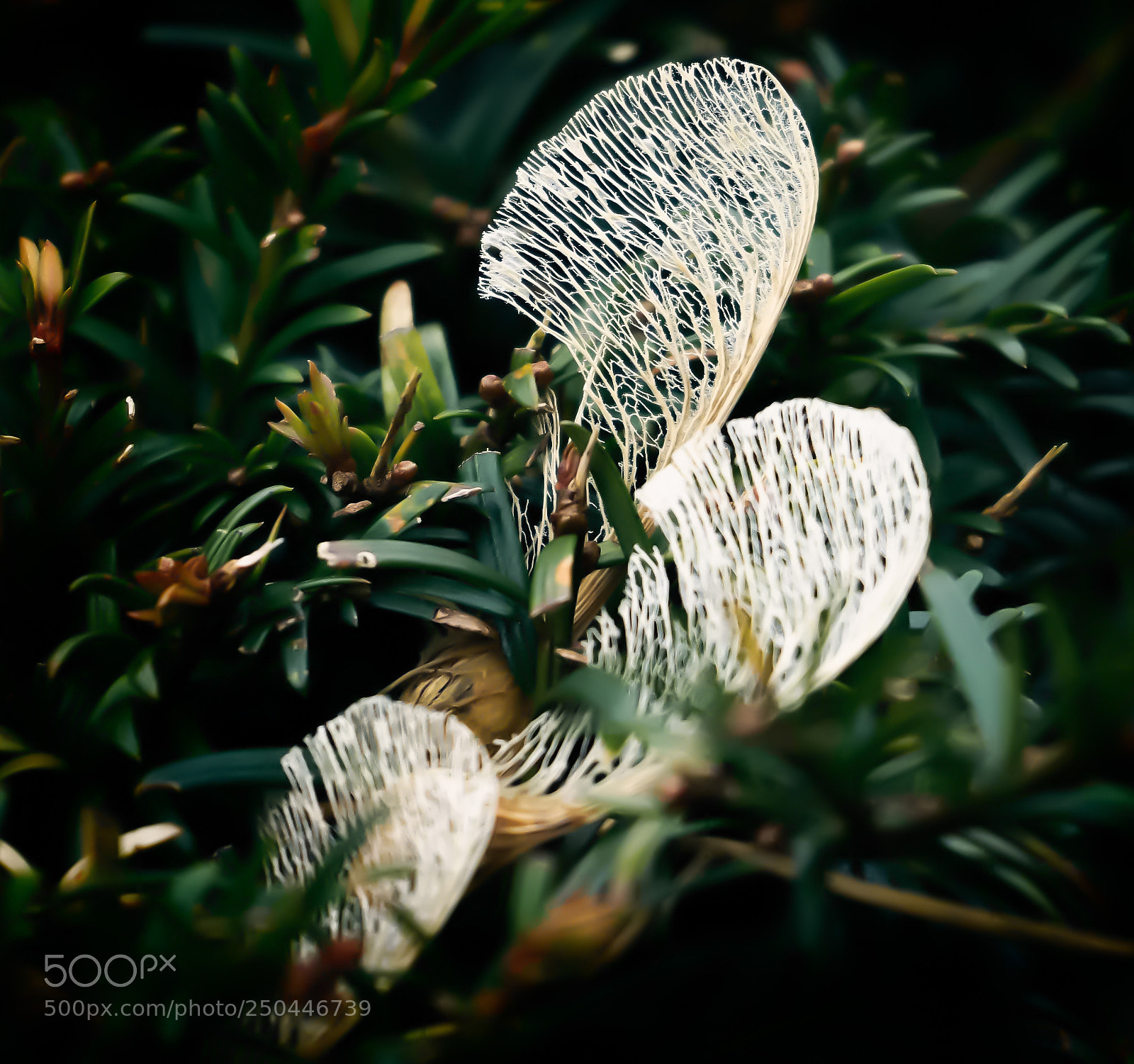 Sony a7 sample photo. Fragile photography