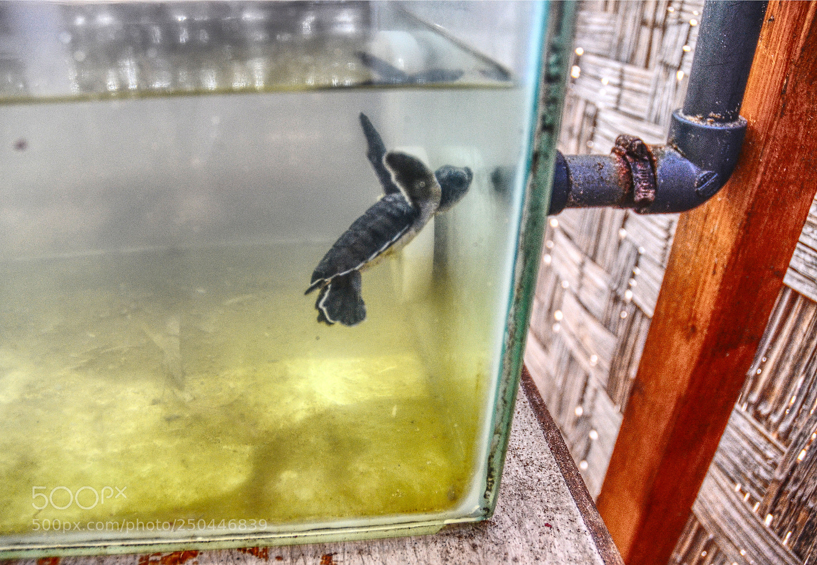 Nikon D5100 sample photo. Tortoiseshell beach photography