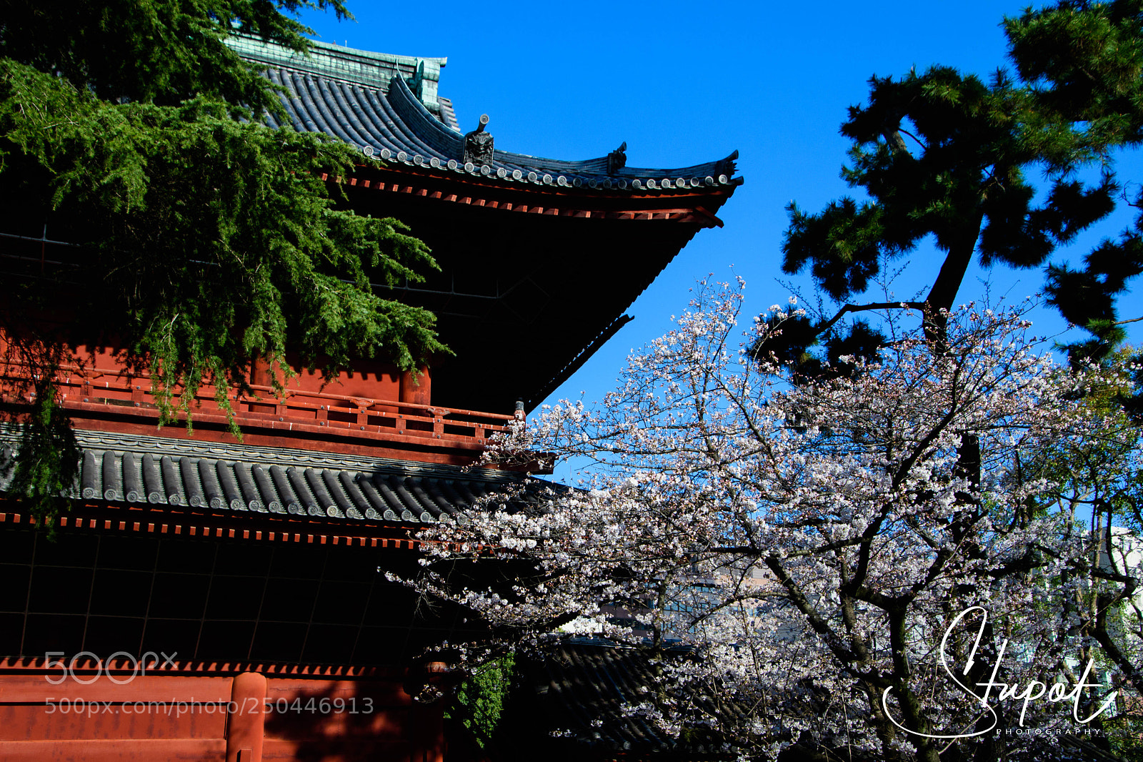 Nikon D500 sample photo. Temple blossom photography