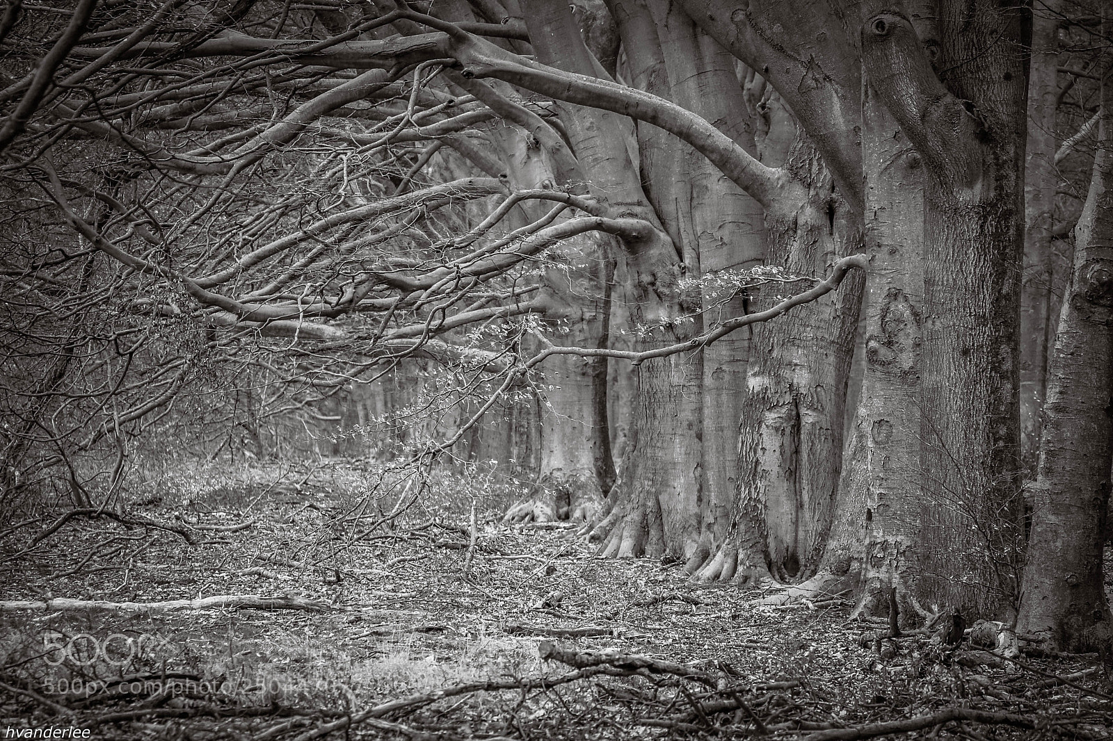 Canon EOS 70D sample photo. Branches photography
