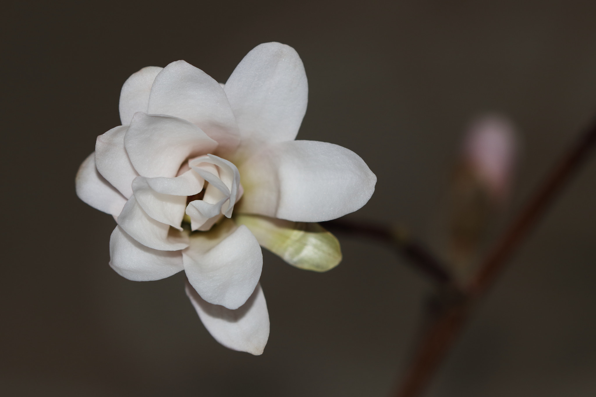 Canon EOS 80D + Canon EF 100mm F2.8 Macro USM sample photo. Delicate magnolia blossom photography