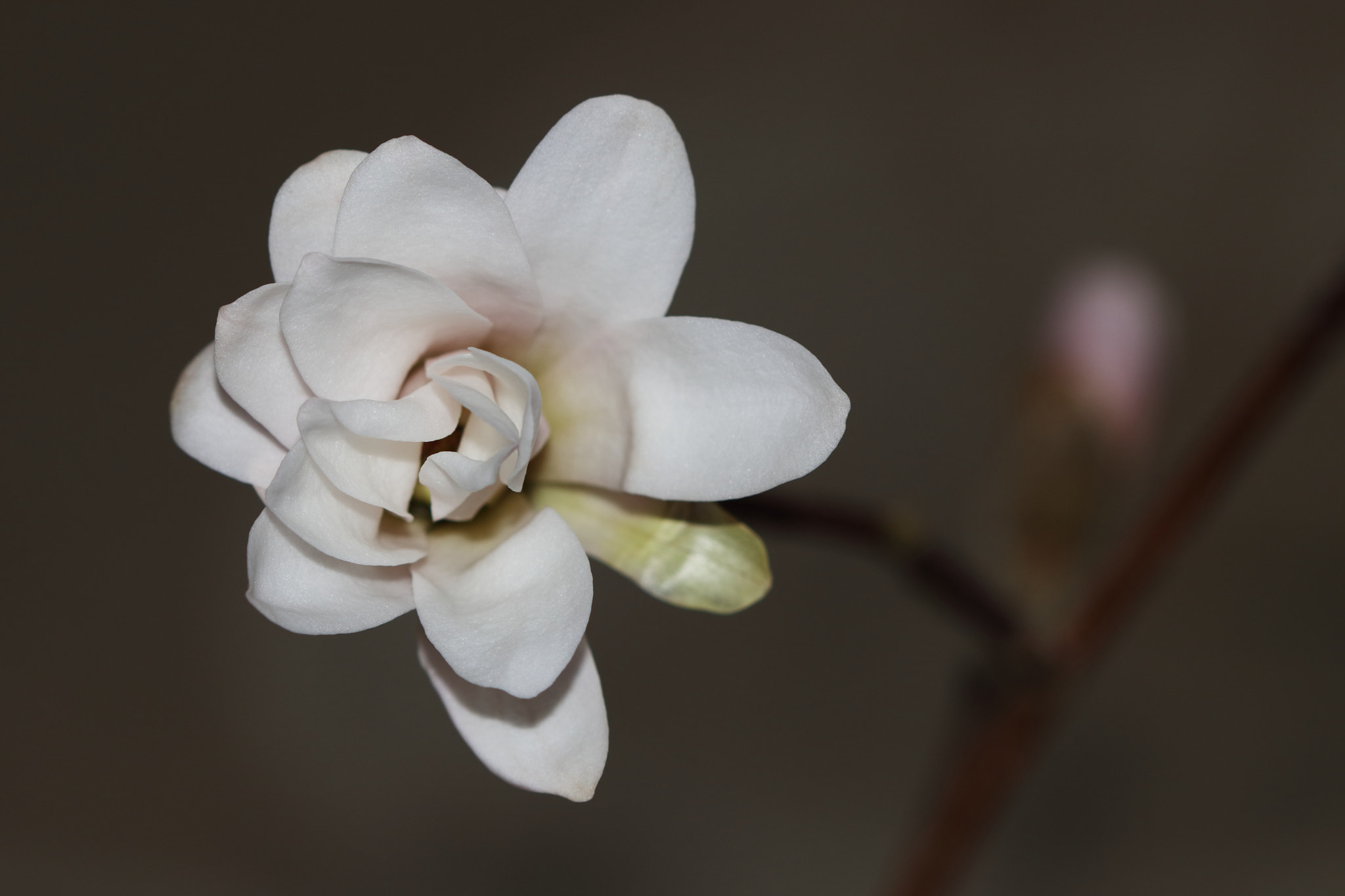 Canon EF 100mm F2.8 Macro USM sample photo. Delicate magnolia blossom photography