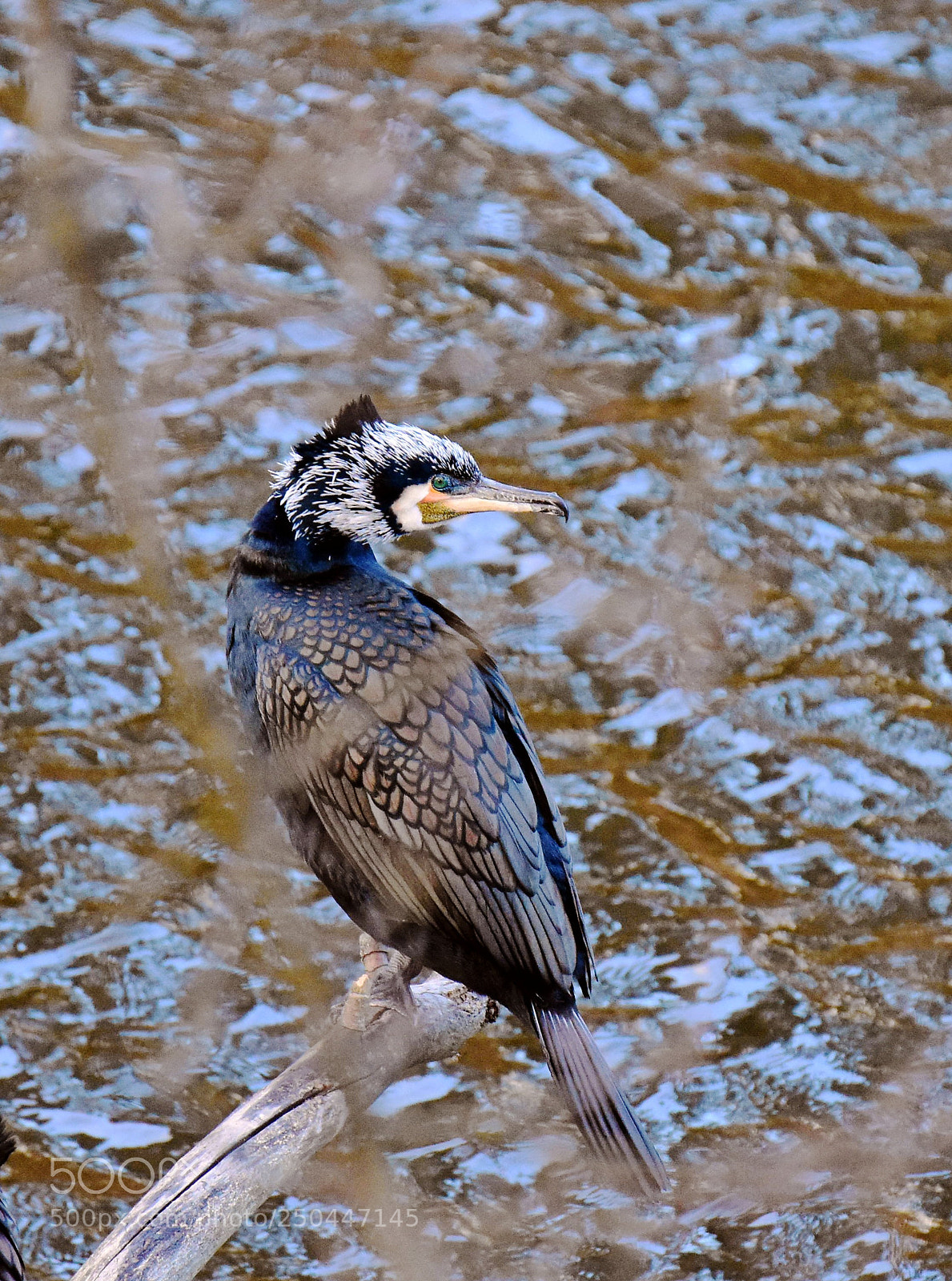 Nikon D7200 sample photo. Kormoran photography
